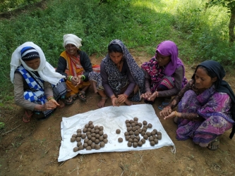 Preparation of Seed Balls, Morena, M.P.